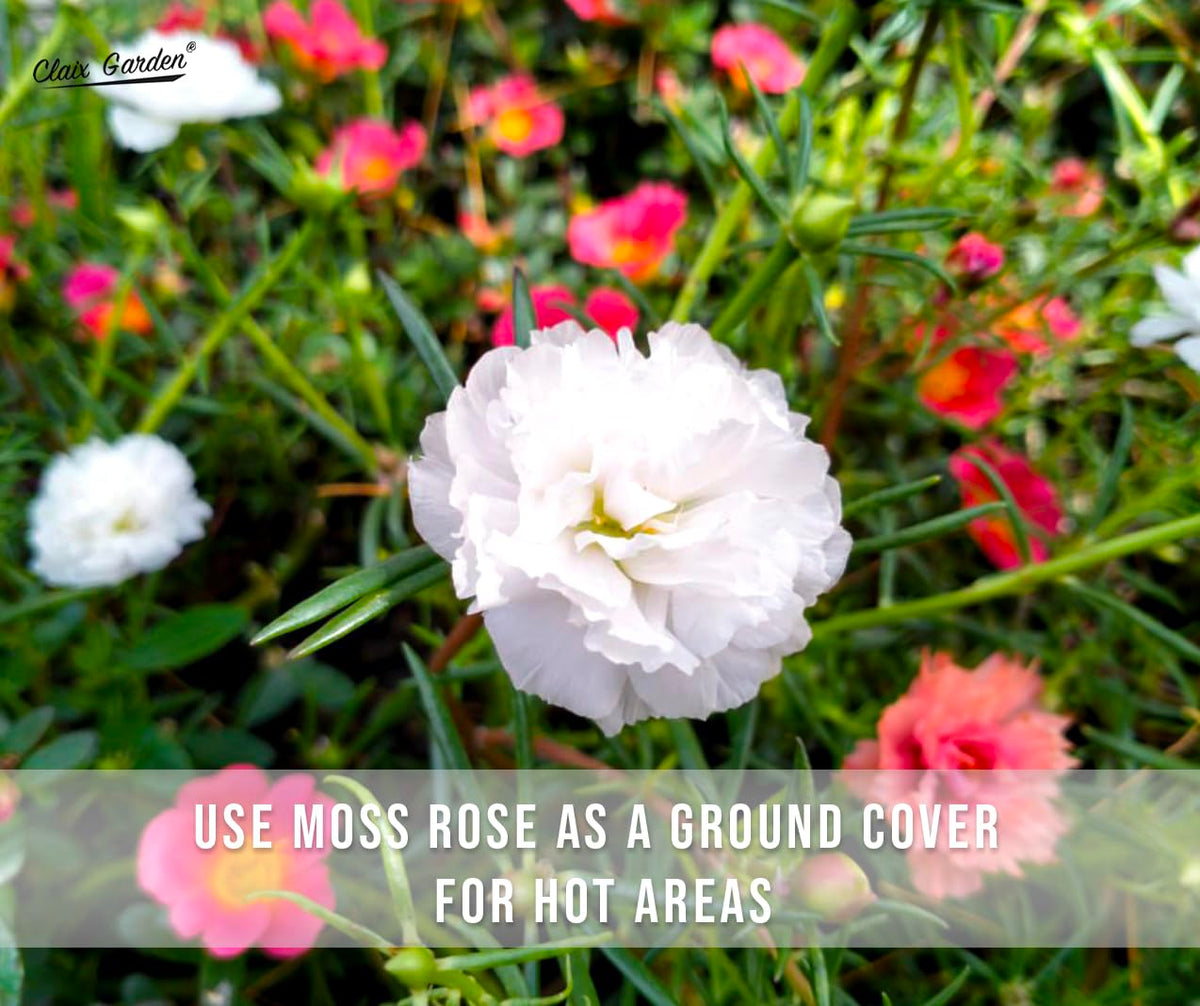 Claix Garden Moss Rose border shows vibrant color and drought tolerance.