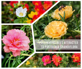 Claix Garden Moss Rose in a container adds sunny patio color.