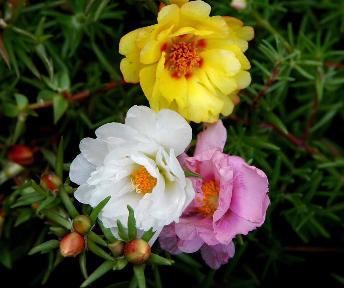 Morning-opening blooms showcase Moss Rose daily rhythm by Claix Garden.