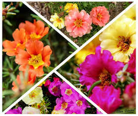 Bees and butterflies visit Claix Garden Moss Rose blooms for pollinator-friendly habitat.