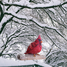 Claratut cardinal statue with lifelike feathers for realistic yard accents