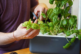 Click and Grow cilantro pods deliver bright, versatile greens for daily use.