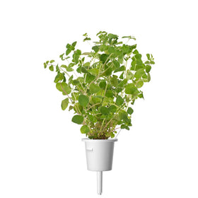 Click and Grow oregano pods compact-design: space-saving solution for small homes.