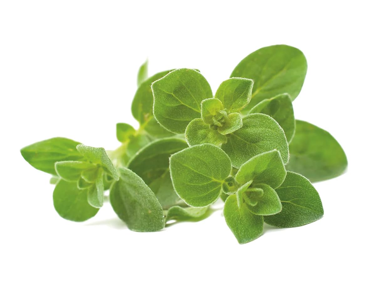 Click and Grow oregano pods fill water-tank: effortless care for a thriving herb garden.