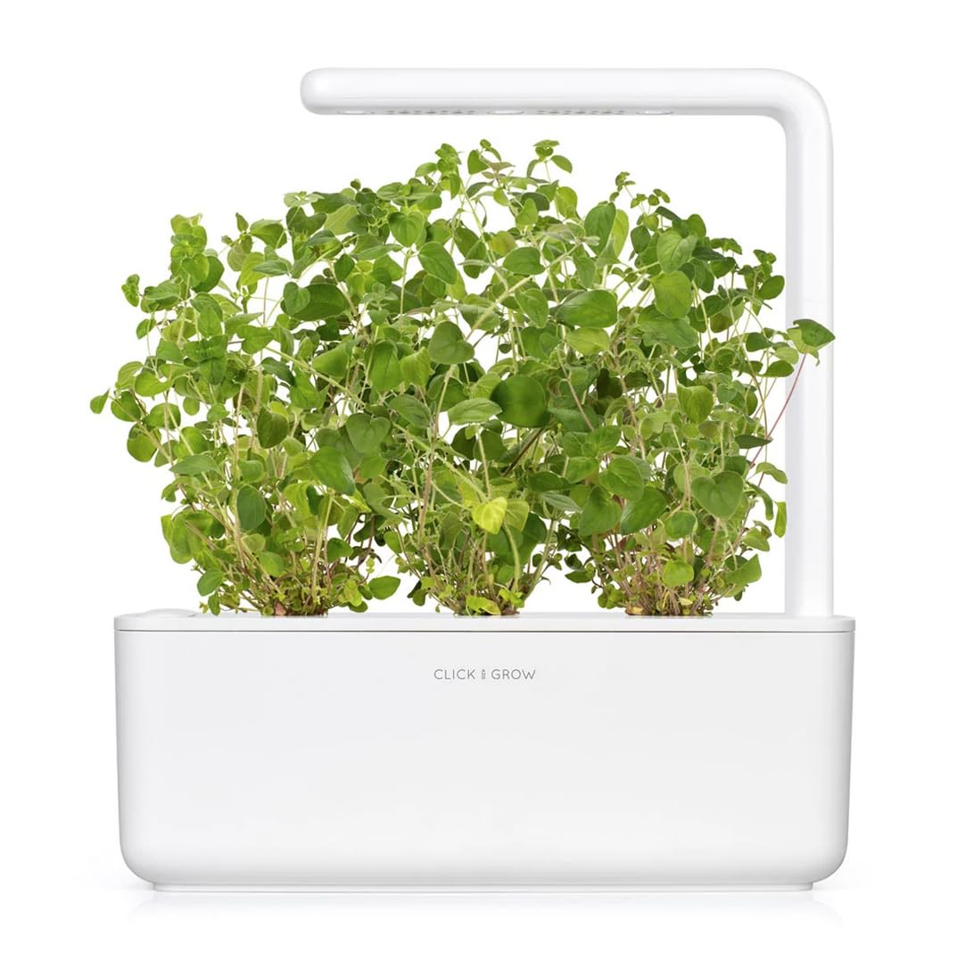 Click and Grow oregano pods germination: reliable start for oregano without guesswork.