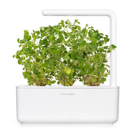 Click and Grow oregano pods germination: reliable start for oregano without guesswork.