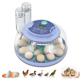 Cliseve 18-egg incubator with 360° window for clear observation and progress tracking.