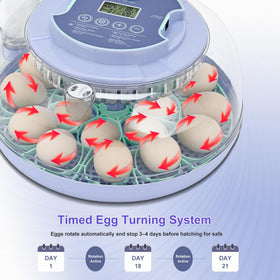 Cliseve automatic egg turning every 120 minutes supports even embryo development.