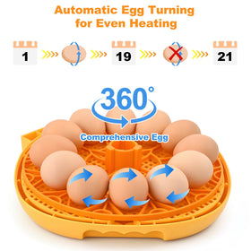 Automatic egg Turner ensures even heat distribution for healthy development.