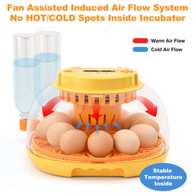 Clear PET body offers durable visibility of eggs during incubation.