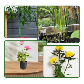 CllyCnny durable garden stakes ideal for indoor and outdoor plants.