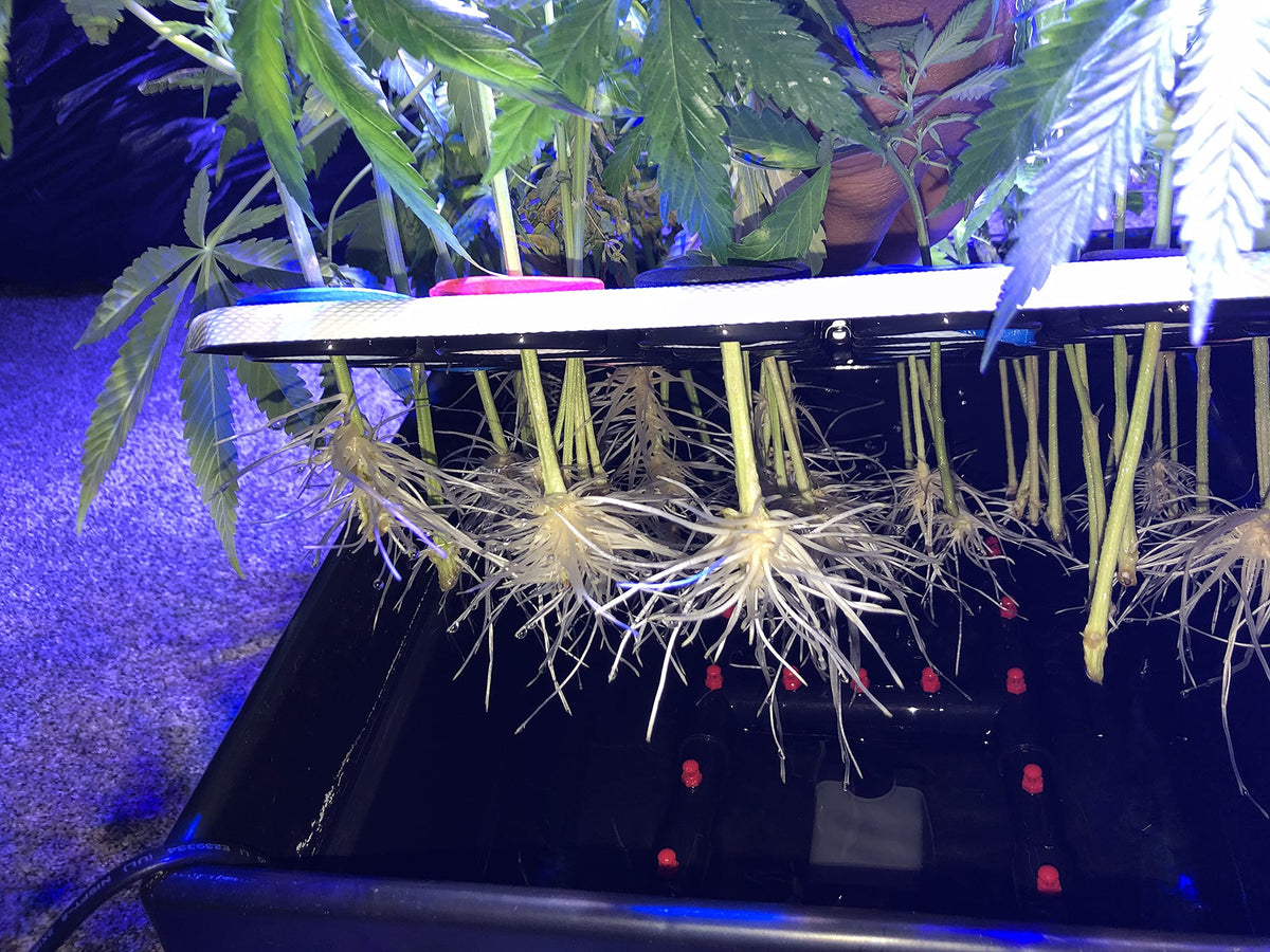 Clone King detailed instructions simplify setup and cloning steps