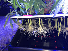 Clone King detailed instructions simplify setup and cloning steps
