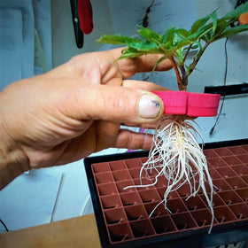Clone King inserts support customizable rooting environment for cuttings