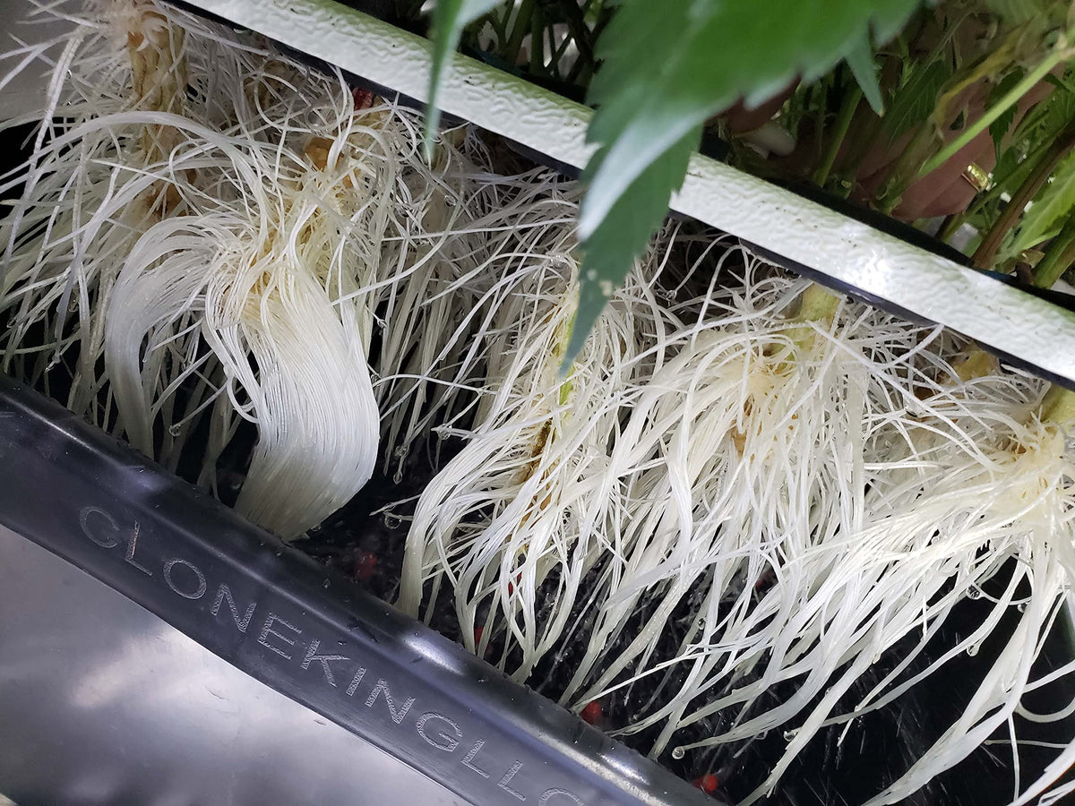 Clone King reservoir lid keeps roots tidy and the system sealed