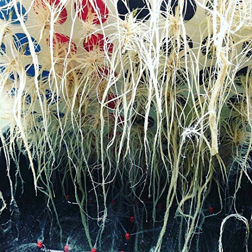 Clone King spray manifold with misters delivers uniform aeroponic mist