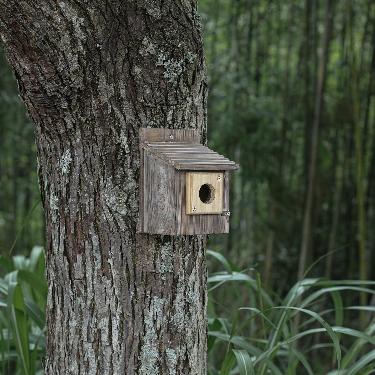 Cloud Fragrant wooden bird house entrance protection with screws included.