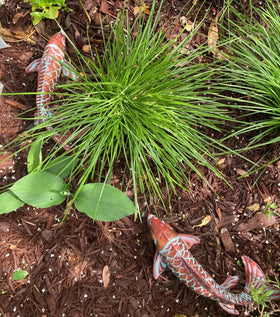 CLYB koi fish garden gift idea for plant lovers