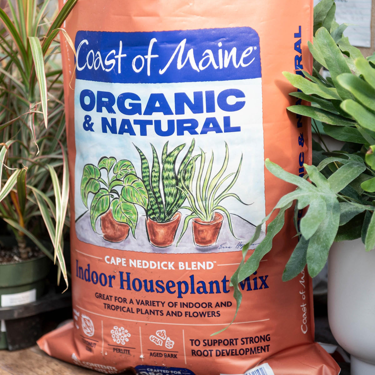 Coast of Maine Cape Neddick Blend enhances soil texture for flowering houseplants.