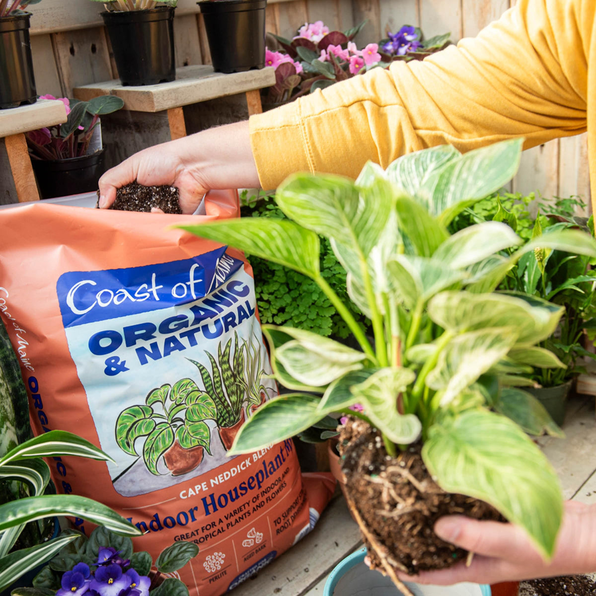 Indoor gardening with Cape Neddick Blend aids healthy foliage and vitality.