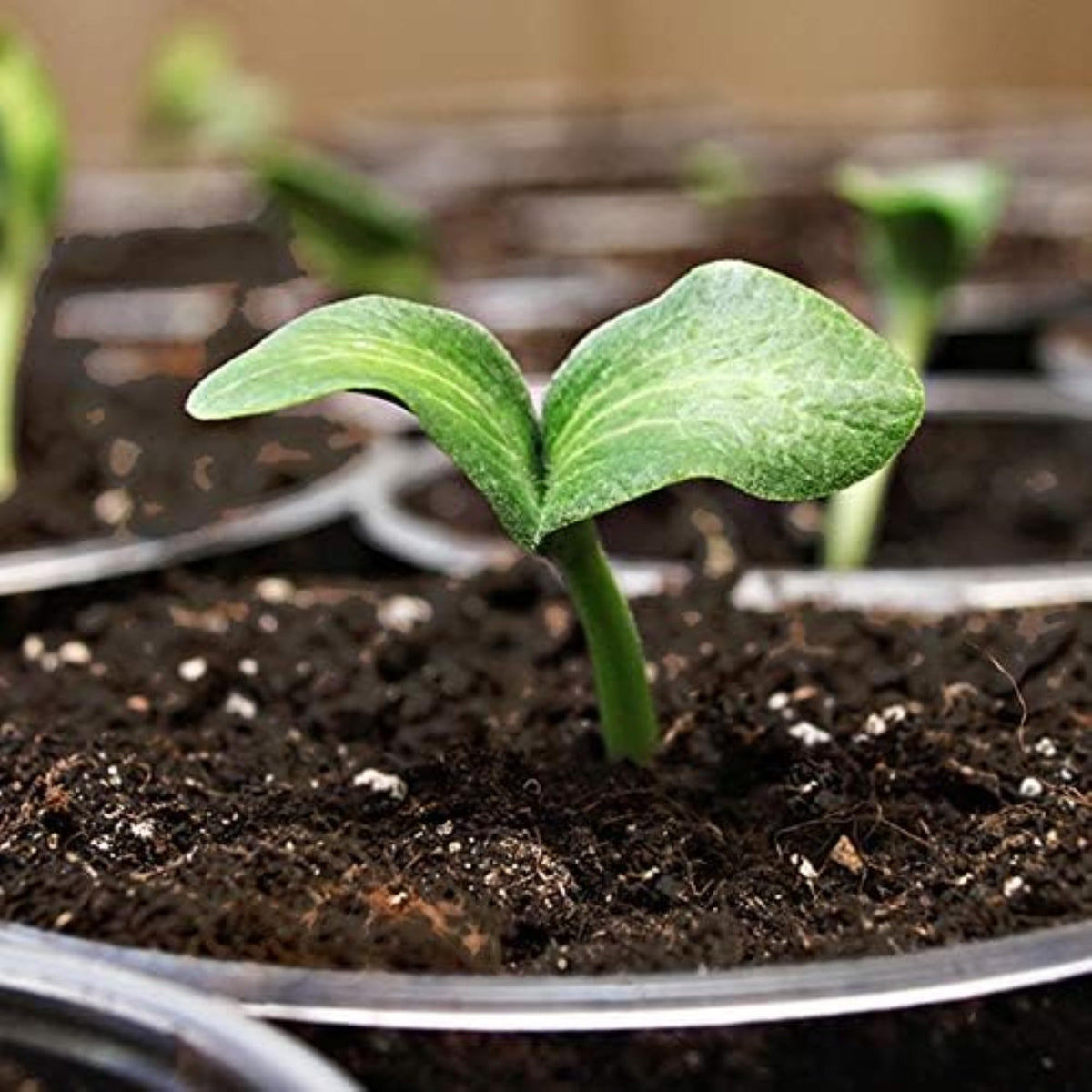 Sprout Island Blend with organic nutrients for young plants