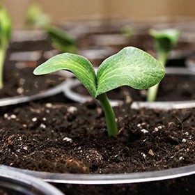 Sprout Island Blend with organic nutrients for young plants