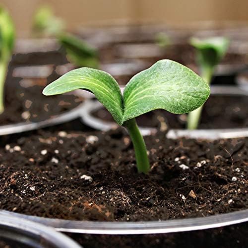 Rich soil texture of Sprout Island Blend aids aeration