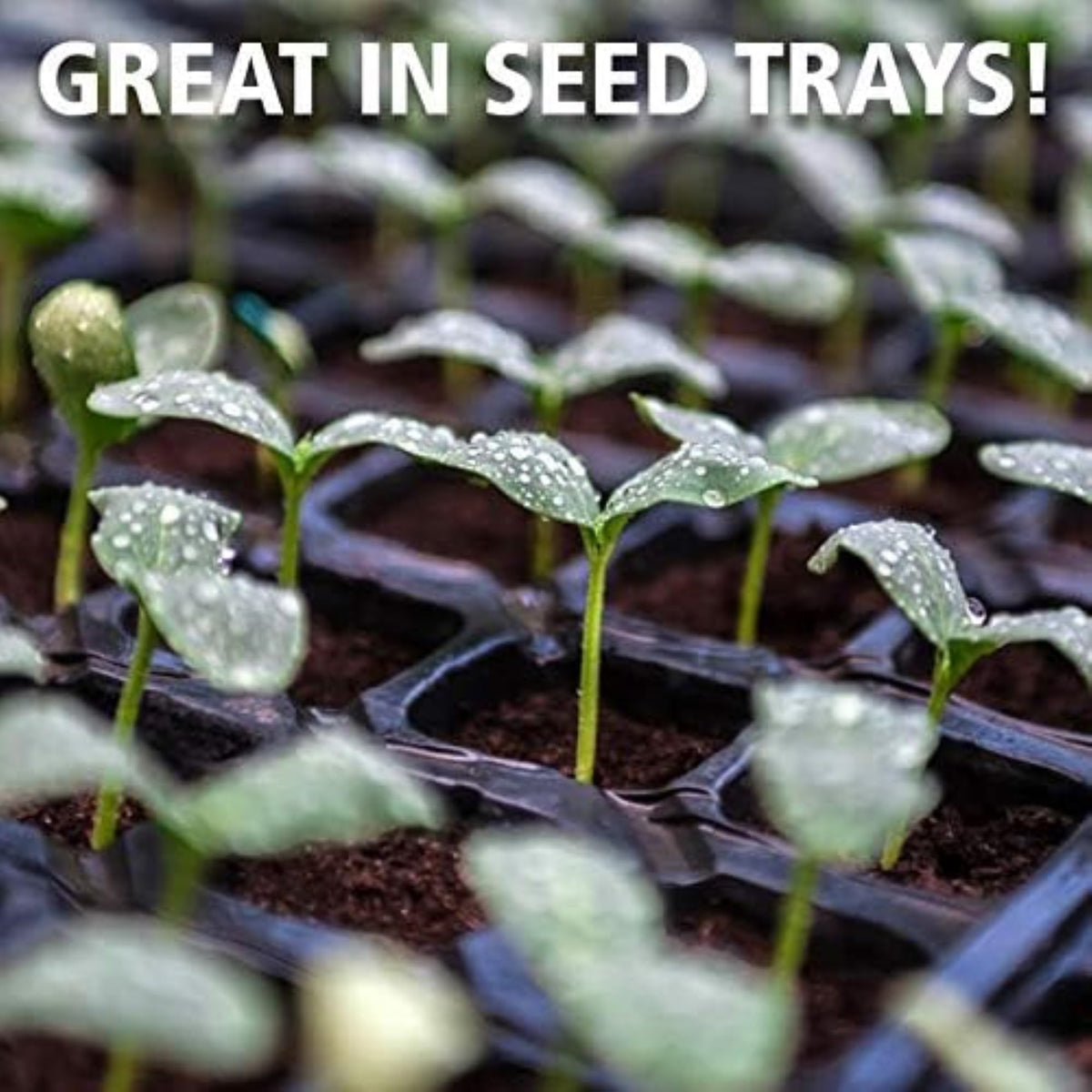 Healthy root growth promoted by Coast of Maine Sprout Island Blend