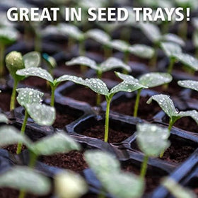 Healthy root growth promoted by Coast of Maine Sprout Island Blend