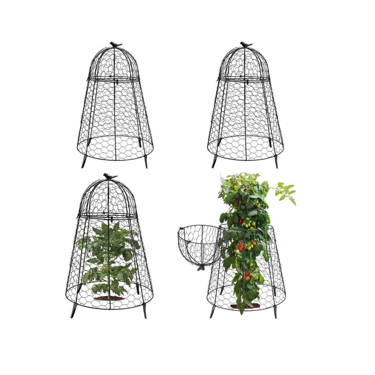 COATTOA plant protector with dome top shields seedlings while letting sunlight reach leaves