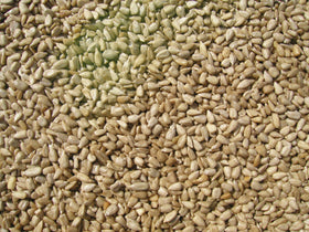 Sunflower Meats from Cole's The Better Wild Bird Feed; nearly shell-free for easy feeding.