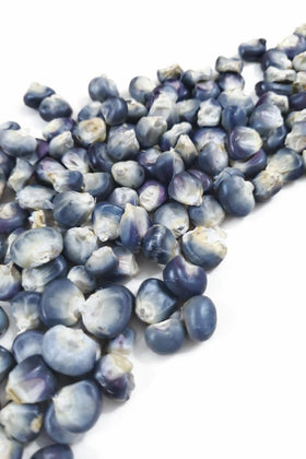 Colfax Grain Blue Hopi corn ears on stalks suitable for roasting and displays