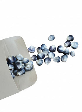 Colfax Grain Blue Hopi corn seeds packet ready for planting in home gardens