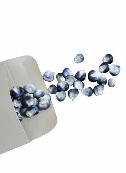 Colfax Grain Blue Hopi corn seeds packet ready for planting in home gardens