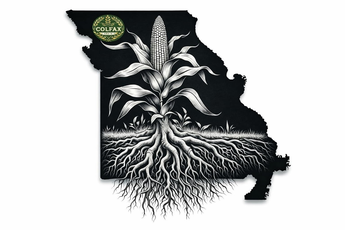 Colfax Grain open-pollinated blue Hopi corn for heritage gardening
