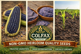 Colfax Grain organic blue Hopi corn seeds grown on our family farm