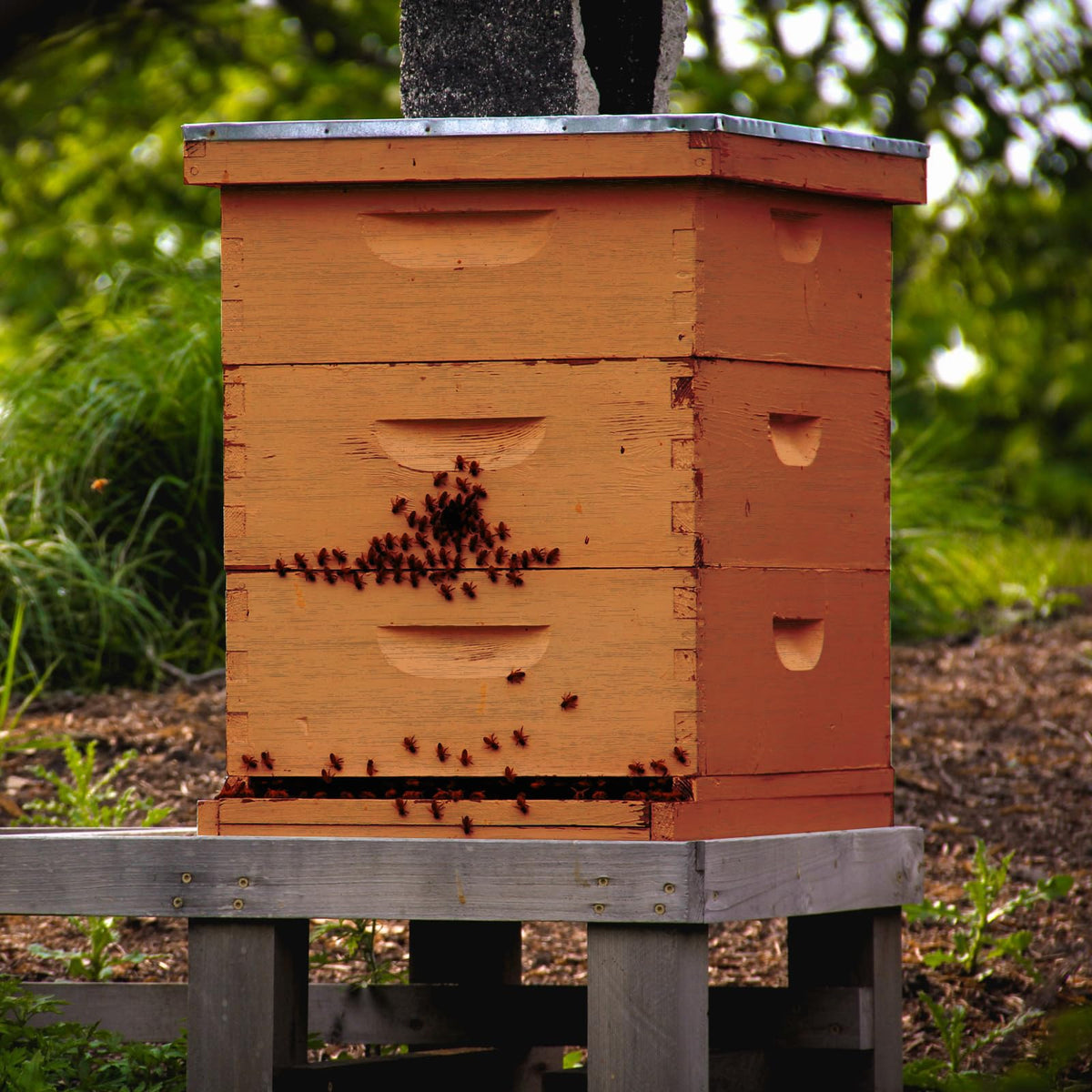 Colingmill bee hive cover rain protection in field maintenance