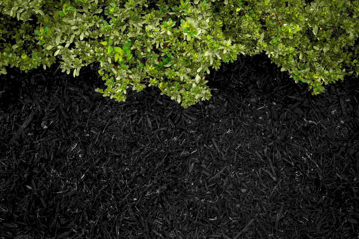 COLORBACK Pump sprayer application demonstrates quick, even color across large mulched areas.
