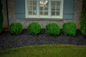 COLORBACK Rain and sun resistance helps mulch color stay fresh for months.