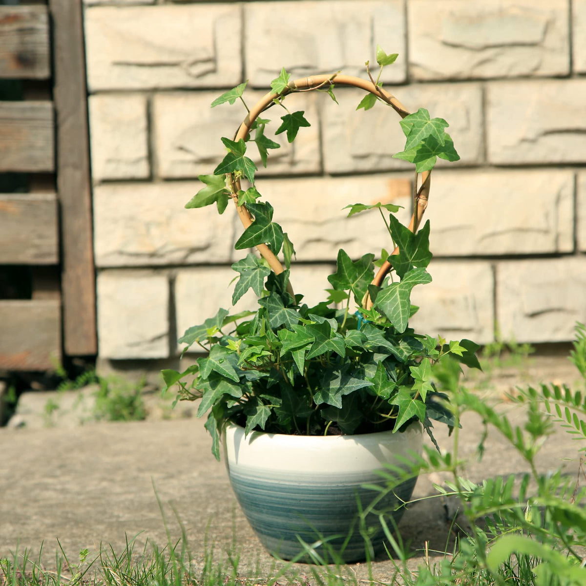 COLOtime supports orchids, peppers, and vines indoors for healthier growth.