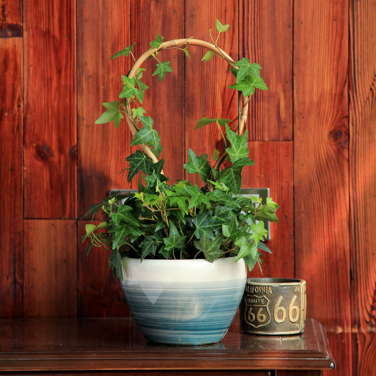 COLOtime three-shape design offers versatile training options for plants.