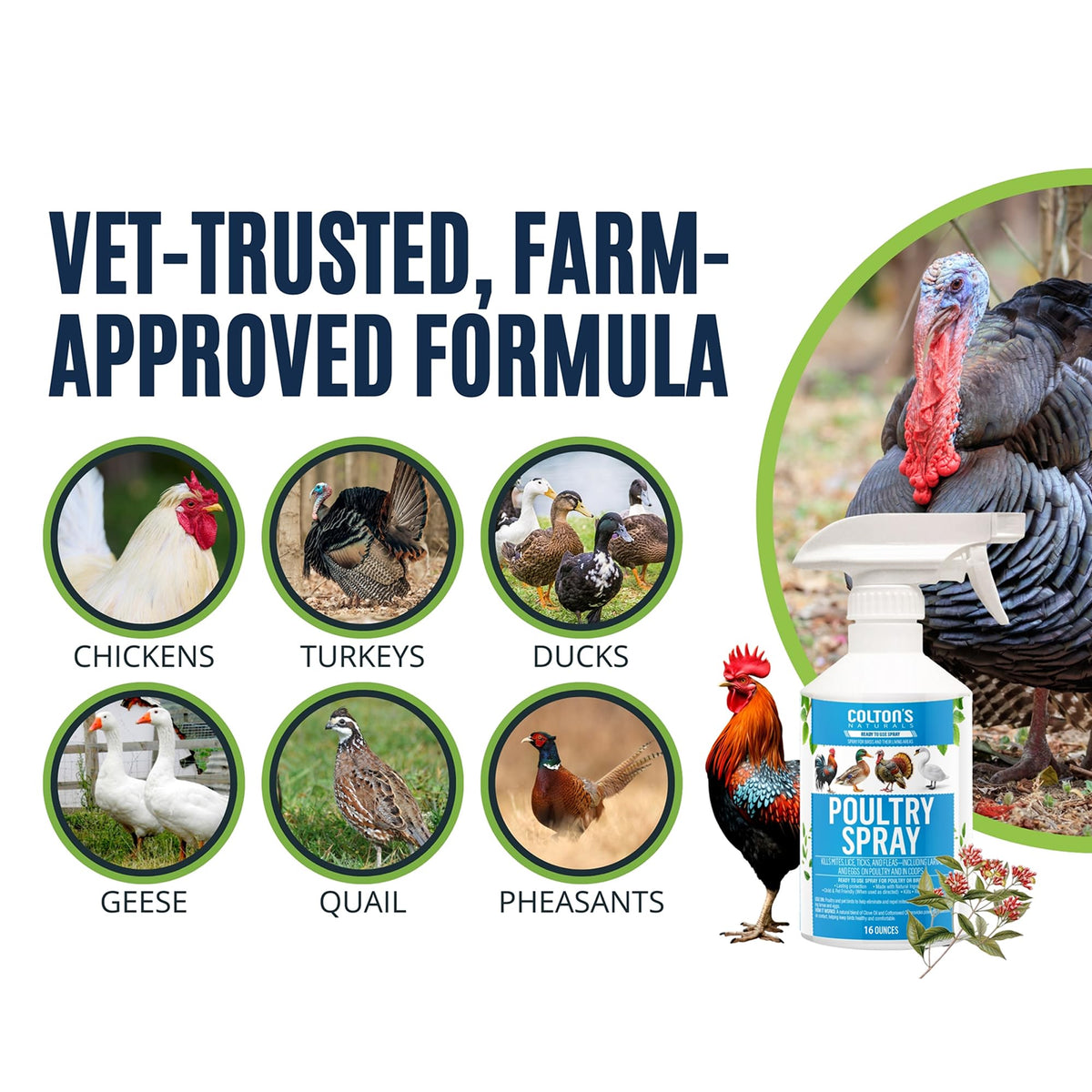 Colton's Naturals Poultry Spray on chickens demonstrating direct application for birds
