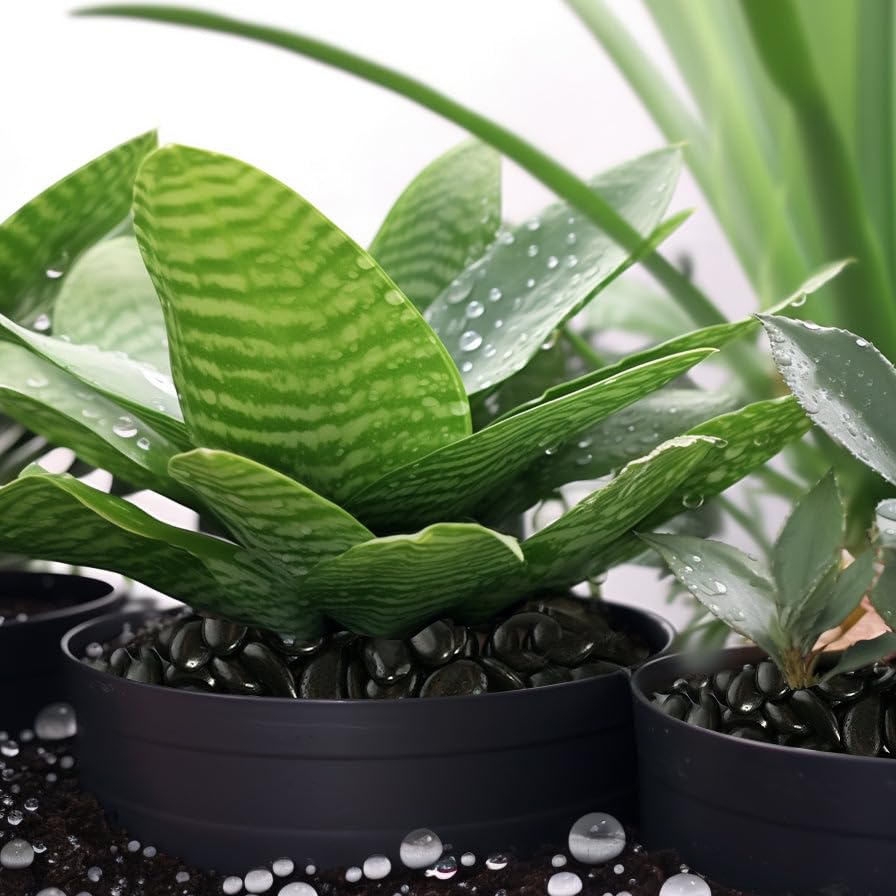 CONSDAN rocks sized 3/8 to 3/4 inch for versatile arrangements.