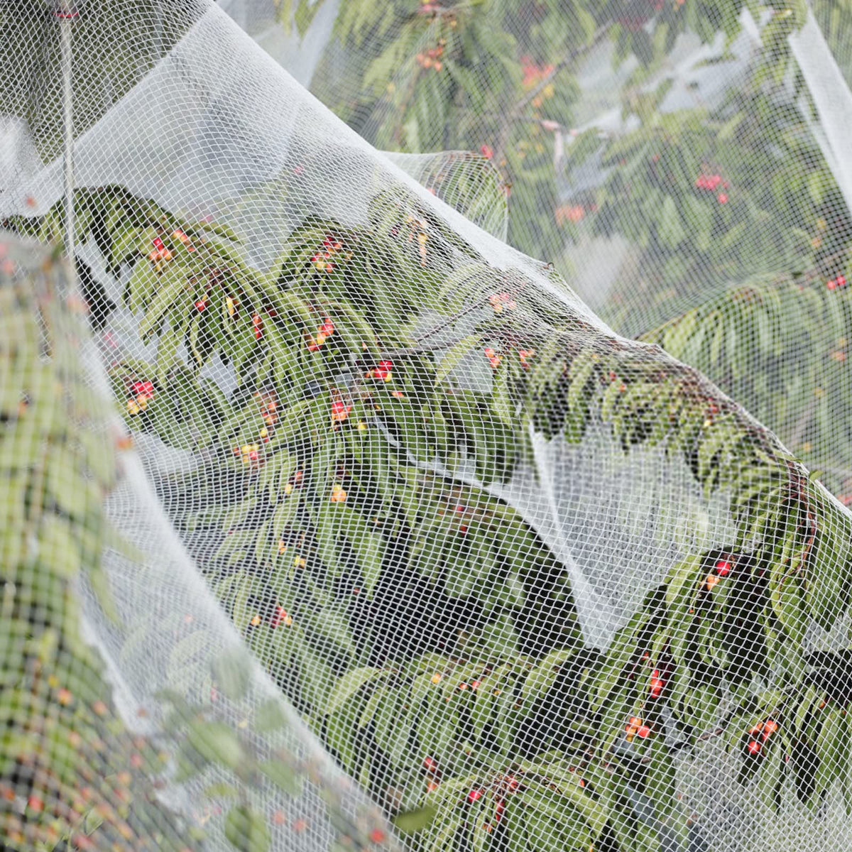 Cookmaster easy-installation plant cover for quick protection in any garden setup.