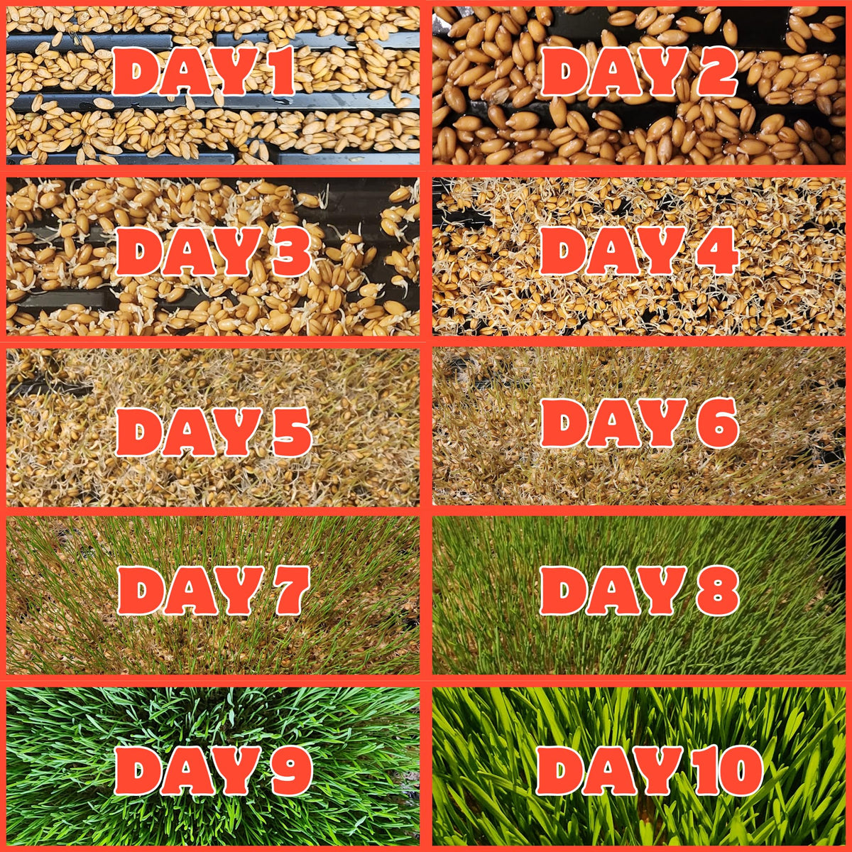Coop Care Easy Planting Trays image, ideal setup for quick, tidy wheatgrass growth.