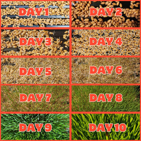 Coop Care Easy Planting Trays image, ideal setup for quick, tidy wheatgrass growth.