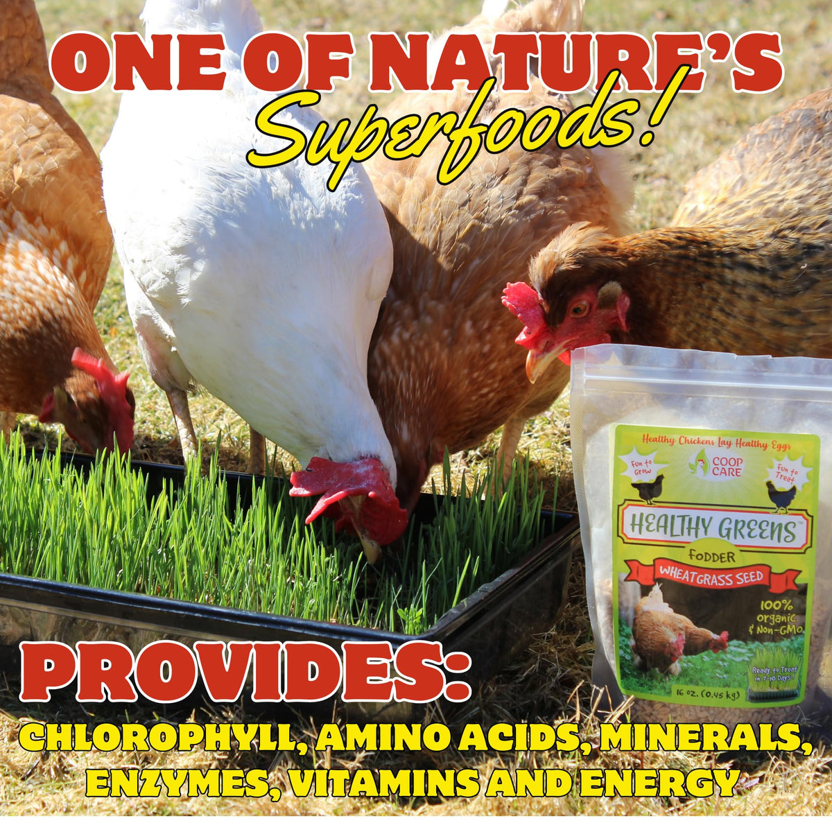 Coop Care Non-GMO Wheatseed close-up, reliable indoor or outdoor growth.
