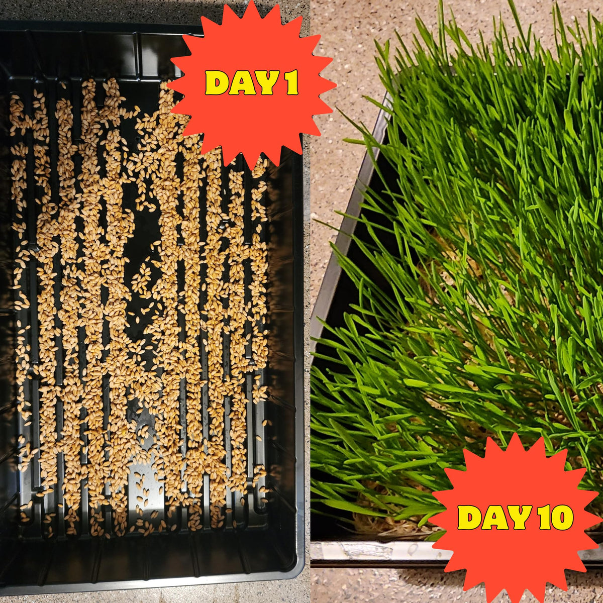 Coop Care Premium Wheatberries close-up, high-quality fodder for sprouting and fast greens.