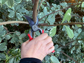 Corona BP 7200 Pro Cut blade minimizes plant damage with smooth cuts.