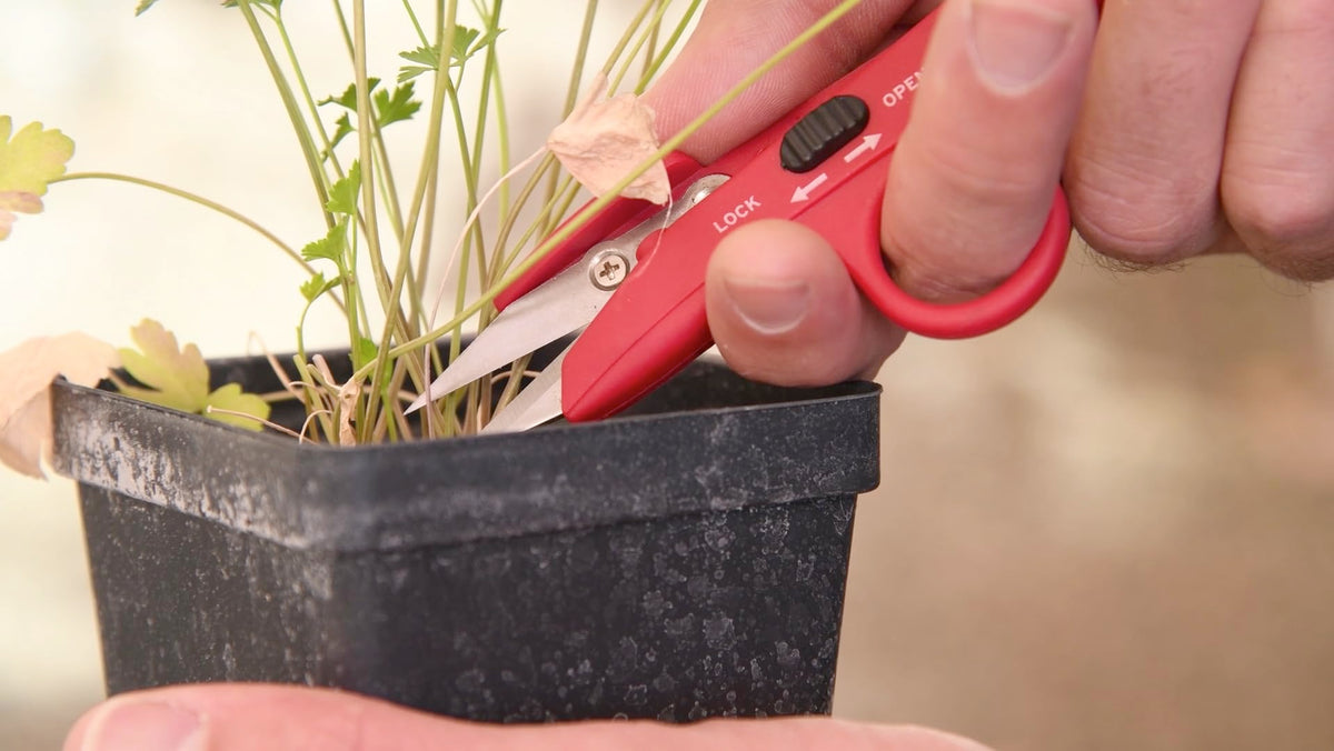 Corona FS 4110 in action for herb trimming in a hydroponic setup.